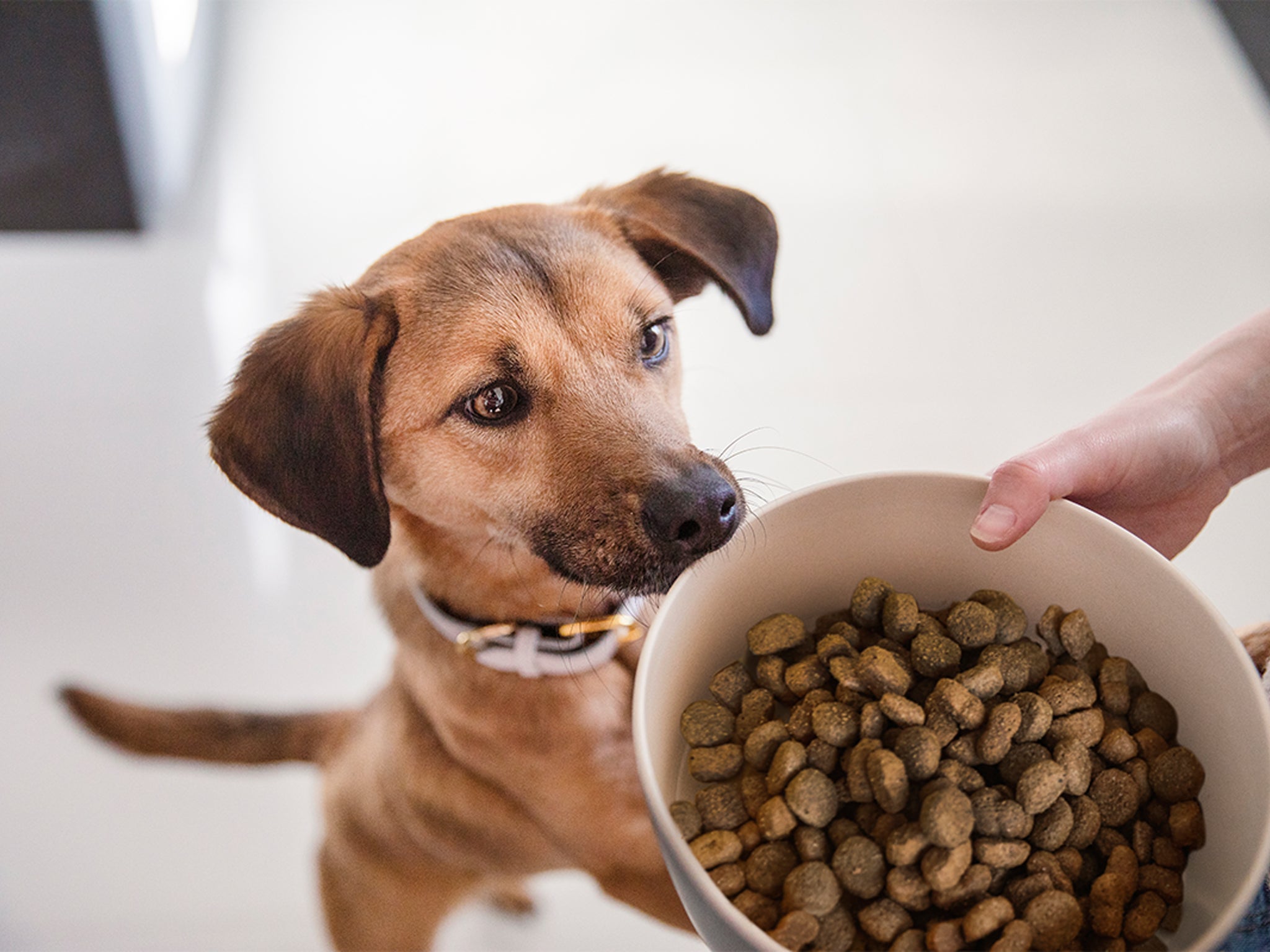 Burns puppy food store tesco